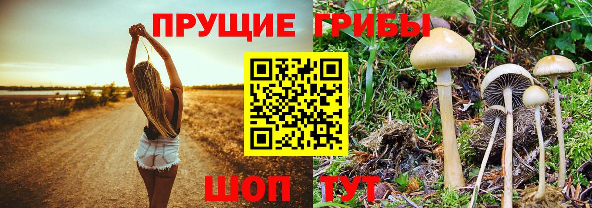 Псилоцибиновые грибы Cubensis Ноябрьск